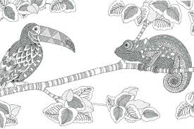 Millie Marotta Recherche Google Millie Marotta Animal Kingdom Millie Marotta Coloring Book Animal Kingdom Colouring Book