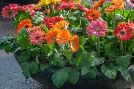 Image result for Gerbera jamesonii