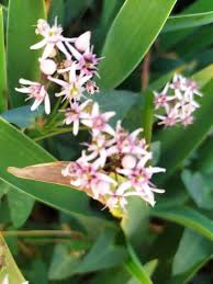 Image result for Cycnium recurvum