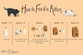 Assessing your cat's feeding once you determine how much food to feed your cat, use that as a guide for a couple weeks. Kitten Feeding Schedule How Much To Feed Your Growing Kitten