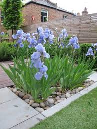 Iris Garden Ideas Google Search Iris Garden Iris Flowers Garden Garden Design
