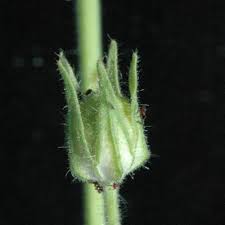 Image result for Hibiscus sidiformis