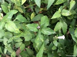 Image result for Asystasia glandulosa