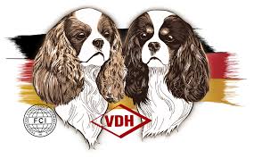 Maybe you would like to learn more about one of these? Cavalier King Charles Spaniel Club Deutschland E V Home Facebook
