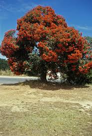 A subreddit for the identification of plants. Eucalyptus Ficifolia Png 338 498 Tree Identification Small Trees Flowering Trees