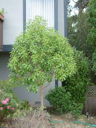 Image result for Myoporum laetum