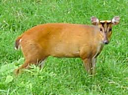 Examples of using dari segi in a sentence and their translations. Kijang Definition And Synonyms Of Kijang In The Malay Dictionary