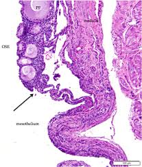 Cell and epithelial tissue structure. Figure 6 From Histology Of The Ovary Of The Laying Hen Gallus Domesticus Semantic Scholar