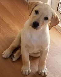 The earliest known photo of a yellow lab is ben of hyde, the first recognised yellow labrador retriever. Akc Yellow Lab Pups For Sale In La Porte Indiana Classified Americanlisted Com