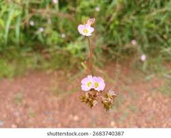 Image result for Melochia corchorifolia