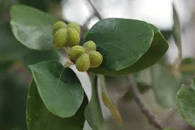 Image result for Androstachys