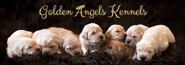Look at pictures of golden retriever puppies who need a home. Golden Angels Kennels Golden Retrievers Arizona