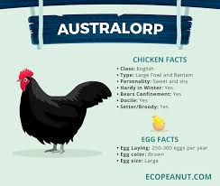 Black Australorp Egg Color Best Chickens For Eggs Eco Peanut Best Chickens For Eggs Chicken Facts Australorp Chicken