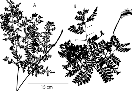 Image result for Triplophyllum