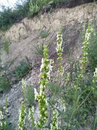 Image result for Stachys aculeolata