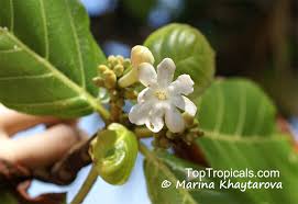 Image result for Guettarda