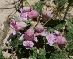 Image result for Dicerocaryum eriocarpum