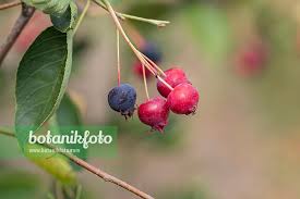 Image result for Amelanchier ovalis
