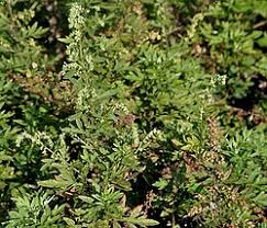 Image result for Artemisia sp.no.1