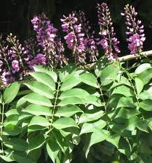Image result for Lonchocarpus