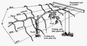 Maybe you would like to learn more about one of these? Hardy Kiwi Trellis Build Kiwi Growing Hardy Kiwi Hardy Kiwi Trellis