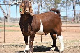 Although, people on social media now use the emoji of a goat (the animal) in reference to this abbreviation. Australian Records Tumble During First Cobar Goat Sale Queensland Country Life Queensland