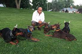 Advice from breed experts to make a safe choice. Doberman Breeders Arizona Arizona Doberman Breeder