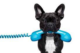 Helping vulnerable animals and keeping pets in safe and loving homes requires a commitment from all of us—advocates, pet owners, shelters, leaders, and entire communities. 5 Phone Numbers Every Dog Owner Should Have Handy The Dogington Post