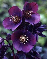 Helleborus Orientalis Hybrid Blue Metallic Lady Lentern Rose Hellebore Purple Garden Shade Plants Amazing Flowers