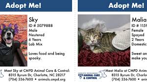 I love working here and plan to retire from the city of charlotte. Mini Posters Of Adoptable Pets To Be Handed Out With Halloween Candy Krem Com