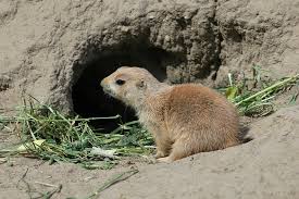 Image result for Cynomys ludovicianus obrázek