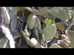 youtube plant leaves succulents plants