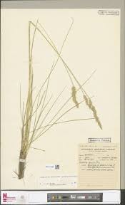 Image result for Brachyachne patentiflora