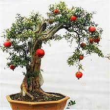 Japanese bonsai tree in pot isolated. 100pcs Pomegranate Seeds Mini Pomegranate Tree Seeds Very Sweet Delicious Fruit Seeds Bonsai Fruit Plant For Home Gard Bonsai Tree Bonsai Fruit Tree Bonsai Art