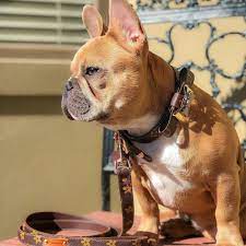 4.6 out of 5 stars. Elite Designer Bow Tie Dog Collar And Leash Set Supreme Dog Garage