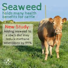 A New Study Suggests Seaweed May Be An Important Health Food For Cattle Researchers Found That Adding Dried Seaweed To Methane Save The Planet Health Benefits