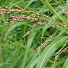Image result for Sorghum halepense