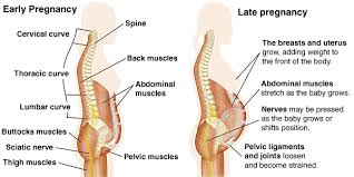 Lower back muscle anatomy » chart body muscles lower back muscle anatomy of the lower back diagram anatomy chart body females human lower lower. Pregnancy Related Back Pain Orchard Health Clinic