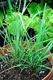 Plante qui repousse les mouche et moustique. Plante Anti Mouche La Liste Des 20 Plantes Les Plus Efficaces