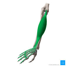 Several tendinous structures comprise the extensor hoods: Musculus Extensor Digitorum Anatomie Funktion Klinik Kenhub