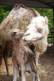 Originally intended for a newborn camel, you will get all the. Baby Camel At Memphis Zoo Animal Fact Guide
