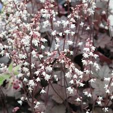 Heucherella Hybride Quicksilver Kissen Purpurglockchen Stauden Stauden Von E Bis O Heuchera Heucherella Pu Purpurglockchen Pflanzen Stauden