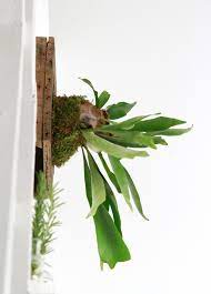 Another planting method is hanging a wire basket sideways and pack it with organic medium. The Fern And I How To Hang A Diy Staghorn Fern Gardenista