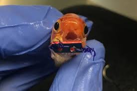 Check spelling or type a new query. Allentown Veterinarian Creates Braces For Pet Goldfish Phillyvoice