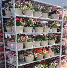 Hanging basket flowers for sale near me. Sutherlands Garden Department Plant 10 Inch Hanging Basket At Sutherlands