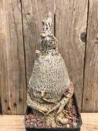 Image result for Fockea multiflora