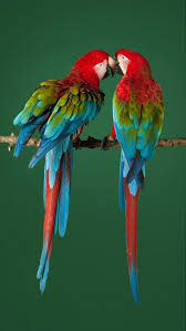 Pin De Dadas Cakici Em Papaganlar Aves Belas Aves Tropicais Passaros Bonitos
