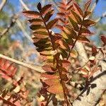 Image result for Kirkiaceae