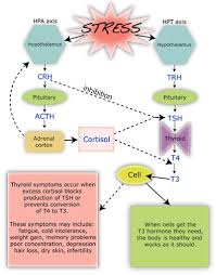Pin On My Diagnosis Theories And Brain Food