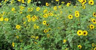 Beach Sunflower Cucumber Leaf Sunflower Wild Sunflower Habitat Garden Small Sunflower